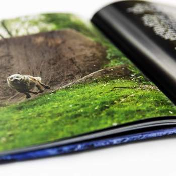 BMX Buch + DVD Maintain IV.V Derailed
